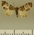  (Eupithecia JLCZW00130 - JLC ZW Lep 00130)  @11 [ ] Copyright (2010) Unspecified Research Collection of Juergen Lenz