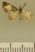 (Eupithecia JLCZW00131 - JLC ZW Lep 00131)  @11 [ ] Copyright (2010) Unspecified Research Collection of Juergen Lenz