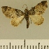  (Eupithecia JLCZW00132 - JLC ZW Lep 00132)  @11 [ ] Copyright (2010) Unspecified Research Collection of Juergen Lenz