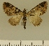  (Eupithecia JLCZW00133 - JLC ZW Lep 00133)  @11 [ ] Copyright (2010) Unspecified Research Collection of Juergen Lenz