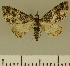  (Eupithecia JLCZW00134 - JLC ZW Lep 00134)  @11 [ ] Copyright (2010) Unspecified Research Collection of Juergen Lenz