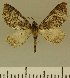  (Eupithecia JLCZW00135 - JLC ZW Lep 00135)  @11 [ ] Copyright (2010) Unspecified Research Collection of Juergen Lenz