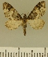  (Eupithecia JLCZW00136 - JLC ZW Lep 00136)  @11 [ ] Copyright (2010) Unspecified Research Collection of Juergen Lenz