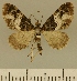  (Eupithecia JLCZW00137 - JLC ZW Lep 00137)  @11 [ ] Copyright (2010) Unspecified Research Collection of Juergen Lenz