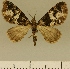  (Eupithecia JLCZW00138 - JLC ZW Lep 00138)  @11 [ ] Copyright (2010) Unspecified Research Collection of Juergen Lenz