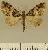  (Eupithecia JLCZW00139 - JLC ZW Lep 00139)  @11 [ ] Copyright (2010) Unspecified Research Collection of Juergen Lenz