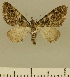  (Eupithecia JLCZW00140 - JLC ZW Lep 00140)  @11 [ ] Copyright (2010) Unspecified Research Collection of Juergen Lenz