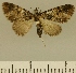  (Eupithecia JLCZW00141 - JLC ZW Lep 00141)  @11 [ ] Copyright (2010) Unspecified Research Collection of Juergen Lenz