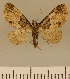  (Eupithecia JLCZW00142 - JLC ZW Lep 00142)  @11 [ ] Copyright (2010) Unspecified Research Collection of Juergen Lenz