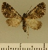  (Eupithecia JLCZW00143 - JLC ZW Lep 00143)  @11 [ ] Copyright (2010) Unspecified Research Collection of Juergen Lenz