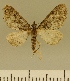  (Eupithecia JLCZW00144 - JLC ZW Lep 00144)  @11 [ ] Copyright (2010) Unspecified Research Collection of Juergen Lenz
