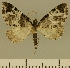  (Eupithecia JLCZW00147 - JLC ZW Lep 00147)  @14 [ ] Copyright (2010) Unspecified Research Collection of Juergen Lenz