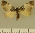  (Eupithecia JLCZW00148 - JLC ZW Lep 00148)  @11 [ ] Copyright (2010) Unspecified Research Collection of Juergen Lenz