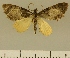  (Eupithecia JLCZW00149 - JLC ZW Lep 00149)  @14 [ ] Copyright (2010) Unspecified Research Collection of Juergen Lenz