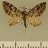  (Eupithecia JLCZW00153 - JLC ZW Lep 00153)  @11 [ ] Copyright (2010) Unspecified Research Collection of Juergen Lenz