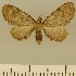  (Eupithecia JLCZW00154 - JLC ZW Lep 00154)  @11 [ ] Copyright (2010) Unspecified Research Collection of Juergen Lenz