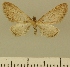  (Eupithecia JLCZW00155 - JLC ZW Lep 00155)  @11 [ ] Copyright (2010) Unspecified Research Collection of Juergen Lenz