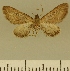  (Eupithecia JLCZW00156 - JLC ZW Lep 00156)  @11 [ ] Copyright (2010) Unspecified Research Collection of Juergen Lenz