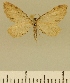  (Eupithecia JLCZW00157 - JLC ZW Lep 00157)  @11 [ ] Copyright (2010) Unspecified Research Collection of Juergen Lenz