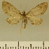  (Eupithecia JLCZW00158 - JLC ZW Lep 00158)  @11 [ ] Copyright (2010) Unspecified Research Collection of Juergen Lenz