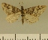  (Eupithecia JLCZW00159 - JLC ZW Lep 00159)  @11 [ ] Copyright (2010) Unspecified Research Collection of Juergen Lenz
