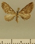  (Eupithecia JLCZW00160 - JLC ZW Lep 00160)  @11 [ ] Copyright (2010) Unspecified Research Collection of Juergen Lenz