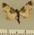  (Eupithecia JLCZW00161 - JLC ZW Lep 00161)  @13 [ ] Copyright (2010) Unspecified Research Collection of Juergen Lenz