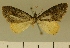  (Eupithecia JLCZW00162 - JLC ZW Lep 00162)  @13 [ ] Copyright (2010) Unspecified Research Collection of Juergen Lenz