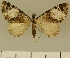  (Eupithecia BOLD:ABZ7018 - JLC ZW Lep 00163)  @14 [ ] Copyright (2010) Unspecified Research Collection of Juergen Lenz