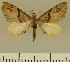  (Eupithecia JLCZW00166 - JLC ZW Lep 00166)  @14 [ ] Copyright (2010) Unspecified Research Collection of Juergen Lenz