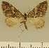  (Eupithecia BOLD:AAM0361 - JLC ZW Lep 00168)  @14 [ ] Copyright (2010) Unspecified Research Collection of Juergen Lenz