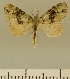  (Eupithecia JLCZW00169 - JLC ZW Lep 00169)  @14 [ ] Copyright (2010) Unspecified Research Collection of Juergen Lenz