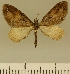  (Eupithecia JLCZW00171 - JLC ZW Lep 00171)  @14 [ ] Copyright (2010) Unspecified Research Collection of Juergen Lenz