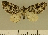  (Eupithecia JLCZW00173 - JLC ZW Lep 00173)  @14 [ ] Copyright (2010) Unspecified Research Collection of Juergen Lenz