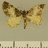  (Eupithecia JLCZW00175 - JLC ZW Lep 00175)  @14 [ ] Copyright (2010) Unspecified Research Collection of Juergen Lenz