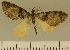  (Eupithecia JLCZW00176 - JLC ZW Lep 00176)  @14 [ ] Copyright (2010) Unspecified Research Collection of Juergen Lenz