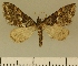  (Eupithecia JLCZW00177 - JLC ZW Lep 00177)  @11 [ ] Copyright (2010) Unspecified Research Collection of Juergen Lenz
