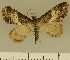  (Eupithecia JLCZW00178 - JLC ZW Lep 00178)  @11 [ ] Copyright (2010) Unspecified Research Collection of Juergen Lenz