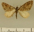  (Eupithecia JLCZW00179 - JLC ZW Lep 00179)  @14 [ ] Copyright (2010) Unspecified Research Collection of Juergen Lenz