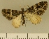  (Eupithecia JLCZW00180 - JLC ZW Lep 00180)  @14 [ ] Copyright (2010) Unspecified Research Collection of Juergen Lenz