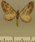  (Eupithecia conclusaria - JLC ZW Lep 00182)  @11 [ ] Copyright (2010) Unspecified Research Collection of Juergen Lenz