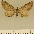  (Eupithecia pettyioides - JLC ZW Lep 00183)  @11 [ ] Copyright (2010) Unspecified Research Collection of Juergen Lenz