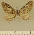  (Eupithecia altitudinis - JLC ZW Lep 00184)  @11 [ ] Copyright (2010) Unspecified Research Collection of Juergen Lenz