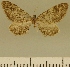  (Eupithecia liqalaneng - JLC ZW Lep 00186)  @11 [ ] Copyright (2010) Unspecified Research Collection of Juergen Lenz