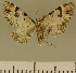  ( - JLC ZW Lep 00189)  @14 [ ] Copyright (2010) Unspecified Research Collection of Juergen Lenz