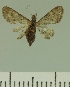  ( - JLC ZW Lep 00191)  @11 [ ] Copyright (2010) Unspecified Research Collection of Juergen Lenz