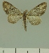  ( - JLC ZW Lep 00192)  @13 [ ] Copyright (2010) Unspecified Research Collection of Juergen Lenz