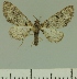  ( - JLC ZW Lep 00193)  @11 [ ] Copyright (2010) Unspecified Research Collection of Juergen Lenz