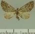  (Eupithecia infectaria - JLC ZW Lep 00195)  @11 [ ] Copyright (2010) Unspecified Research Collection of Juergen Lenz