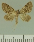  (Eupithecia BOLD:AAM0370 - JLC ZW Lep 00203)  @14 [ ] Copyright (2010) Unspecified Research Collection of Juergen Lenz